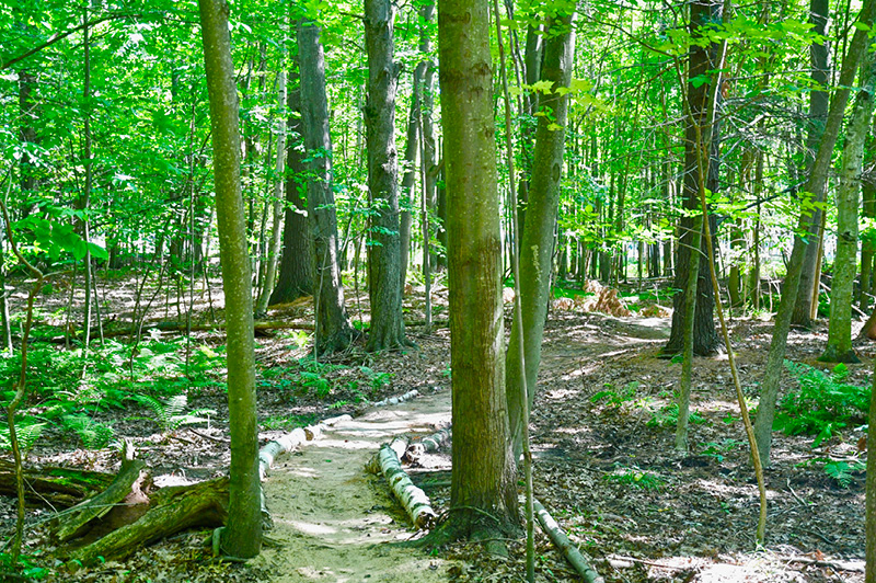 Cartier Park Pathway